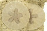 Two Fossil Sand Dollars (Scutella) - France #317743-1
